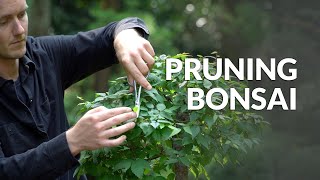 How to Prune a Bonsai tree [upl. by Esetal]