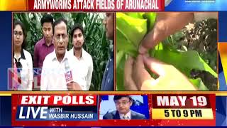 Fall Armyworm havoc in Arunachal Pradesh [upl. by Aseram774]