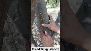 Learn grafting easy technique l grafting shorts [upl. by Aira843]