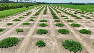 Midville GA  July 15 2024  Peanut Plots 3 [upl. by Chobot]