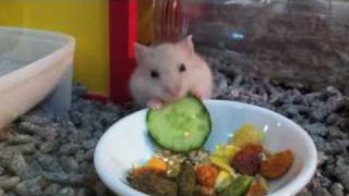 Baby hamster eating cucumber [upl. by Hadrian84]