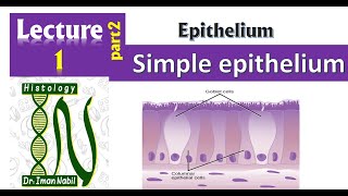 1bSimple epithelium Part2Pseudostratified columnar epitheliumFirst year [upl. by Corilla866]