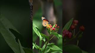 Beautiful Danaus chrysippus butterfly butterflyphotography insect natural garden [upl. by Mcnutt518]