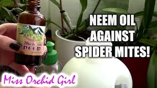 Spider mite war begins  neem oil for Orchids [upl. by Tristam]