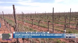 Grape growers workshop to be held in Lubbock on Saturday Jun 8 [upl. by Kirrad166]