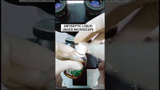 Antiseptic liquid under microscope 🔬microscope ytshorts viralvideo antisepticliquid [upl. by Ardnohsal]