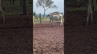 Estância canaã Tocantins nelore de exelencia nelore [upl. by Cinimod]