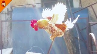 Flying rooster crowing on a concrete mixer [upl. by Oberheim726]