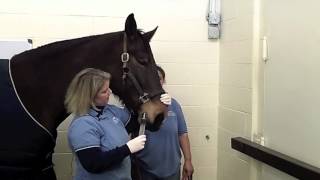 Woodside Equine Clinic Administering Oral Medications to your Horse [upl. by Tessy392]