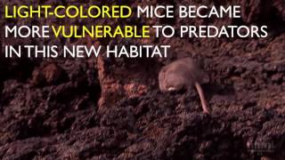 Evolution Story in a Minute Natural Selection and Adaptation  HHMI BioInteractive Video [upl. by Nadirehs]