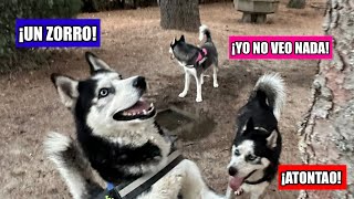 😱¡Hemos visto un ZORRO🦊 Haciendo el HUSKY 🐶 [upl. by Naasah]