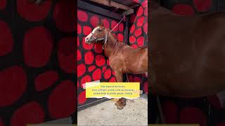 Elde avuçta daha bişe kalmadı 😂😂😂 altay arabianhorse atvideo animals like [upl. by Alamat]