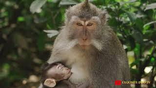 WHY MONKEYS ARE MORE INTERESTING THAN YOU THINK [upl. by Toh]