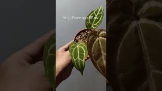 Magnificum sp x RC nse plantlover anthuriumindonesia anthuriumplant plants garden [upl. by Nylloc]