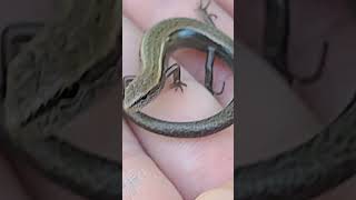 skink reptile herpetology [upl. by Ecinreb]