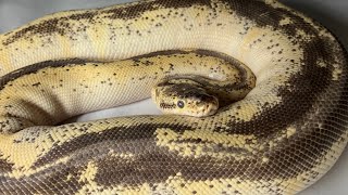 I have THOUSANDS of Ball Pythons let’s take a look at some of my Adults [upl. by Gordy]