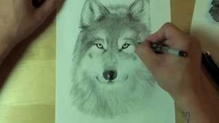 Wie zeichnet man einen WOLF  How to draw [upl. by Nwahsal]