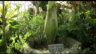 Selby Gardens  Rotting Corpse Plant Blooming [upl. by Nosaj]