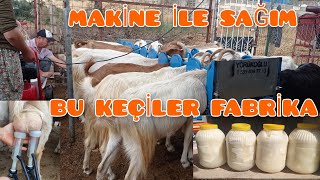 İKİ AYDA 50 KG KEÇİ PEYNİRİ YAPMIŞ HALİNDEN ÇOK MEMNUN KEÇİ YETİŞTİRİCİLİĞİ PEYNİR FİYATLARI [upl. by Bullen]