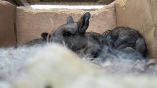 Inside a Bunny kit nesting box Baby rabbits playing and shuffling in their farm home Adorable [upl. by Ahsikel]