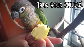 How to tame a conure  Taking your bird out of the cage and training steps [upl. by Soisinoid639]