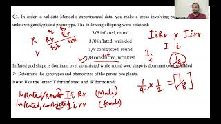 Practice Problems For Genetics [upl. by Haleemaj]