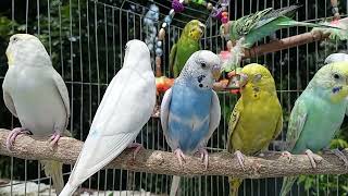 Parrots singing beautiful birds voice beautiful budgies birds sounds [upl. by Hajidak331]