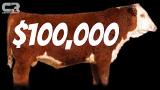 💲💲 100000 Holden Herefords 2021 Annual Production Sale Top Bull [upl. by Eelymmij]