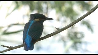 common kingfisher sound 2016  in UHD  4K by ani male [upl. by Ireland]