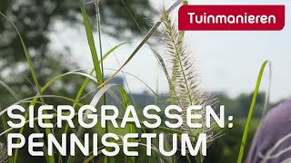 Pennisetum Welke soorten zijn er en hoe snoei je ze  Tuinmanieren [upl. by Biamonte]