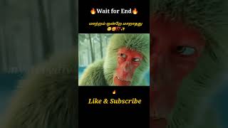 Little Monkey🐒🥺⁉️Movie explained in tamil\dubbed MoviesTamil voice over mysterydiv [upl. by Intyre]