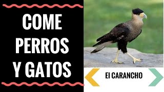 🎯EL CARANCHO 😱 UN AVE QUE COME PERROS Y GATOS❓❓👉 Caracara Plancus 🚀 [upl. by Jamille]