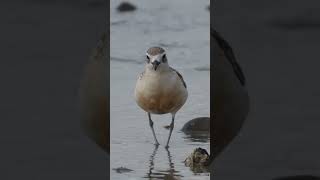 Sorry cutie  New Zealand dotterel  Birds in New Zealand [upl. by Volnay]