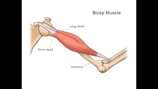 Muscle Anatomy  Bicep Muscle  Human Movement Science  Sinhala [upl. by Cecilius]