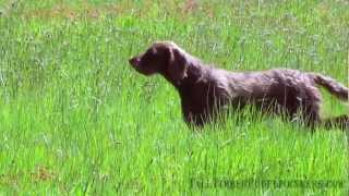 Pudelpointer Training with Tall Timber Pudelpointers [upl. by Dix]