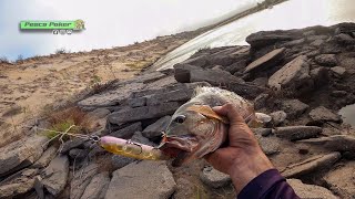 PESCA en lugar infestado de PARGOS Pesca de orilla [upl. by Seuqramed420]