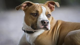 Bullboxer  Boxer pitbull mix  Pitbull Boxer mix  Things to know [upl. by Annovoj]