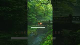 4k cinematic forest 🌳 relaxation music 4kcinematic forest ukshort relaxingmusic [upl. by Rednaxela]