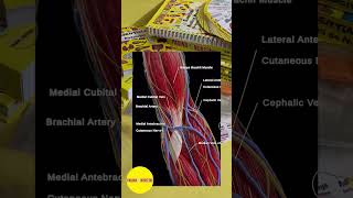 Venele antebrațului 💉 paginadenursing asistentmedical recoltareasangelui [upl. by Ydde972]