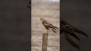 Birds photography  Sony A6400  Tamron 18300mm  Amazing shots [upl. by Iddo600]