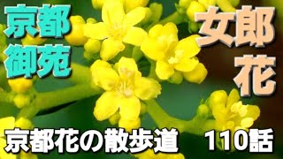 京都花の散歩道 110話 オミナエシ女郎花 京都御苑 令和6年6月下旬 [upl. by Neehcas]