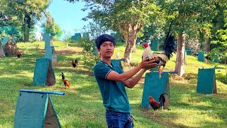 BREEDING GAMEFOWL TIPS [upl. by Manton]