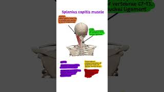 Splenius capitis muscle anatomy notes Spleniuscapitismuscle [upl. by Orfield560]