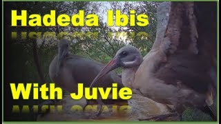 Hadeda Ibis with Juvenile [upl. by Iorgo]