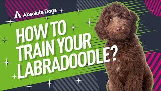 How to Train Your Labradoodle [upl. by Bren]