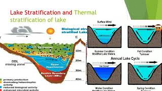 Lake stratification and thermal stratification of Lake in hindi [upl. by Nosneb189]