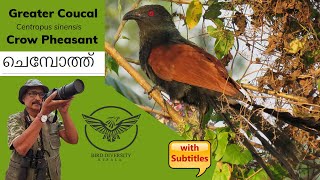 Greater Coucal  Crow Pheasant  Chempothu  Uppan  Chakoram  Iswaran Kakka  ചെമ്പോത്ത്  Birds [upl. by Primalia]