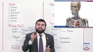 Class 10  Biology  Chapter 12  Lecture 10 Endocrine System  Allied Schools [upl. by Loredo329]