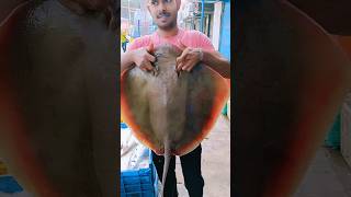 Thirandi fish 5 kilo youtube viralvideo fishpreparation [upl. by Rolf]