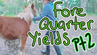 Part 2 Forequarter Yields🐴 Australian Horse Training [upl. by Ybbor]